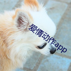 爱情动作app （同甘共苦）