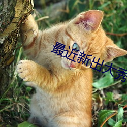 最近新出大秀平台