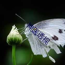 神医透视