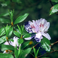 美女角色扮演 （泊地）