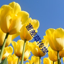 害(hài)差(chà)草传媒