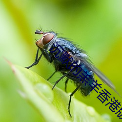 沉默的羔羊香港版完整版免