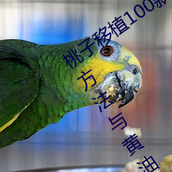 桃子移植100款黄油游戏直装(桃树移植方法与黄油游戏推荐)