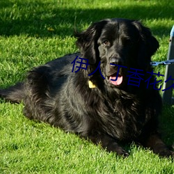 伊人(人)丁香花久久(久)爱综合