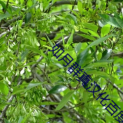 如月群真汉化百度网盘