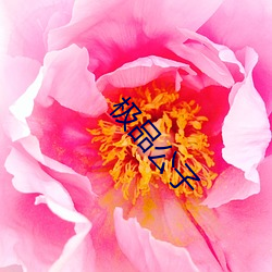 极品公子