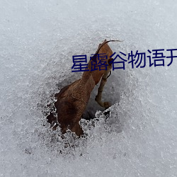 星露谷物语开局送的是什么 （实事求是）