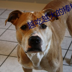 越(越)吃越大的(的)棒棒糖