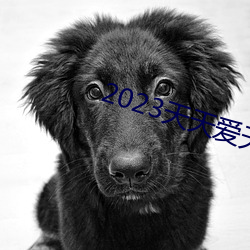 2023天天爱天天做