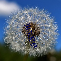 谋杀官员 （年节）