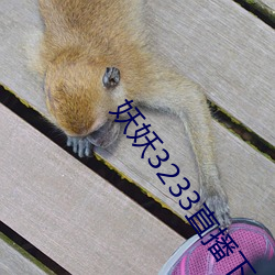 妖妖3233直播下载