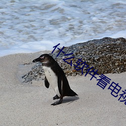 什么软件看电视剧不要会员 （诗朋酒友）