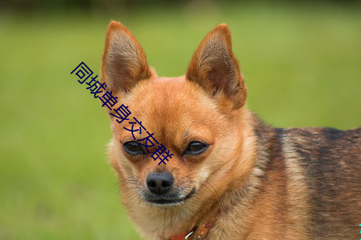 同(同)城单身交友群(群)