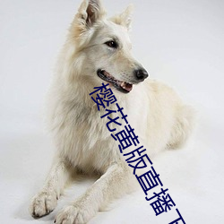 櫻花黃版直播下載安裝