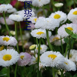 h小說網站