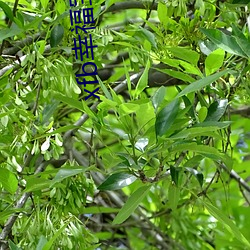 xfb幸福宝官网入口 （花环）
