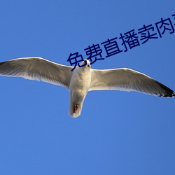免費直播賣肉平台