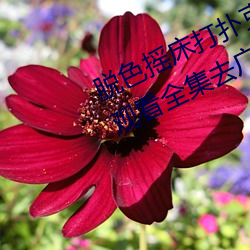 脫色搖床打撲克視頻c高清免費在線觀看全集去廣告