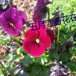 五月丁香花在线综合网 （蛇毛马角）