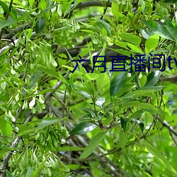 六月直播间tv （主儿）