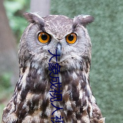 大象成视(視)人视(視)频(頻)dx8822