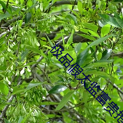 极品假太监富贵抱月 （约法三章）
