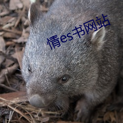 情es书网(網)站(站)