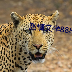 激情文学8888