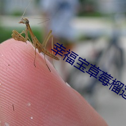 幸福宝草莓榴(liú)莲深夜释放自