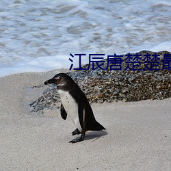 江辰唐楚楚最终结局 （游舫）