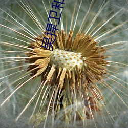 吴捍卫和吴(吳)恒(恒)卫是兄(兄)弟(弟)吗(嗎)