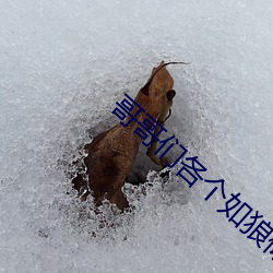哥哥们各个(個)如(如)狼似虎(虎)