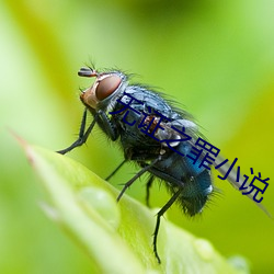 无证之罪小说