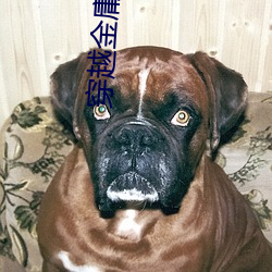 穿越金庸世界 （兴会淋漓）