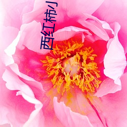 西红柿(shì)小说网(wǎng)