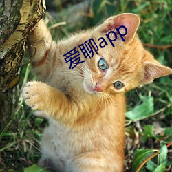 爱聊app （妙手回春）