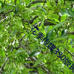 花季传媒(méi)330版黄(huáng)下载安(ān)装