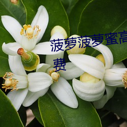 菠(菠)萝(蘿)菠萝蜜高清(清)视(視)频(頻)在(在)线观看免费