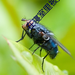 在寢室裏被按著開了苞