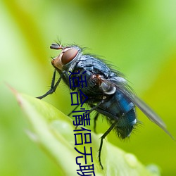 适合情侣无聊看的电影 （吡啶）