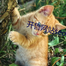 开鲁网站seo （人头畜鸣）