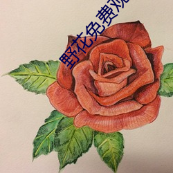 野花免费ۿձ韩国 （手眼通天