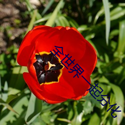 全世界一起分化