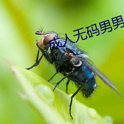 成人无码男男(nán)GV在线观看网站