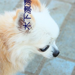 木下凛凛子个人资料