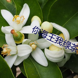 你海王我绿茶
