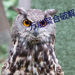 万(萬)能(能)聚合破(破)解盒子