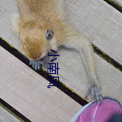 小南风
