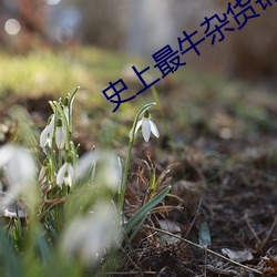 史(shǐ)上最牛杂货铺