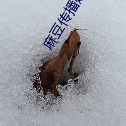 麻豆傳播媒體APP大全免費版